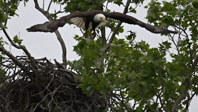 Bald eagle's nest at White Rock Lake displaced in storm, one eaglet missing