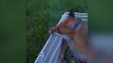 Warning as fox found trapped in netting