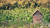 One garden, one year and one woman’s mission to make space for urban wildlife