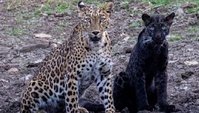 Meet Bagheera, 'Ghost of the Jungle,' In A Rare Sighting At Pench Tiger Reserve