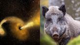 Science news this week: Burping black holes and radioactive wild boars