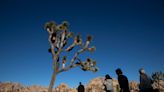 California won't immediately list Joshua tree as threatened