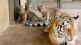 Longleat's Quartet of rare Amur Tiger cubs have first vaccinations