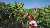 They turned 4 Los Angeles yards into low-water mini-farms — and the lettuce is phenomenal