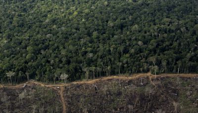 Justiça bloqueia R$ 292 milhões de pecuarista acusado de desmatamento na Amazônia