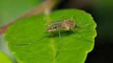 Michigan sees first mosquito-borne virus of 2024