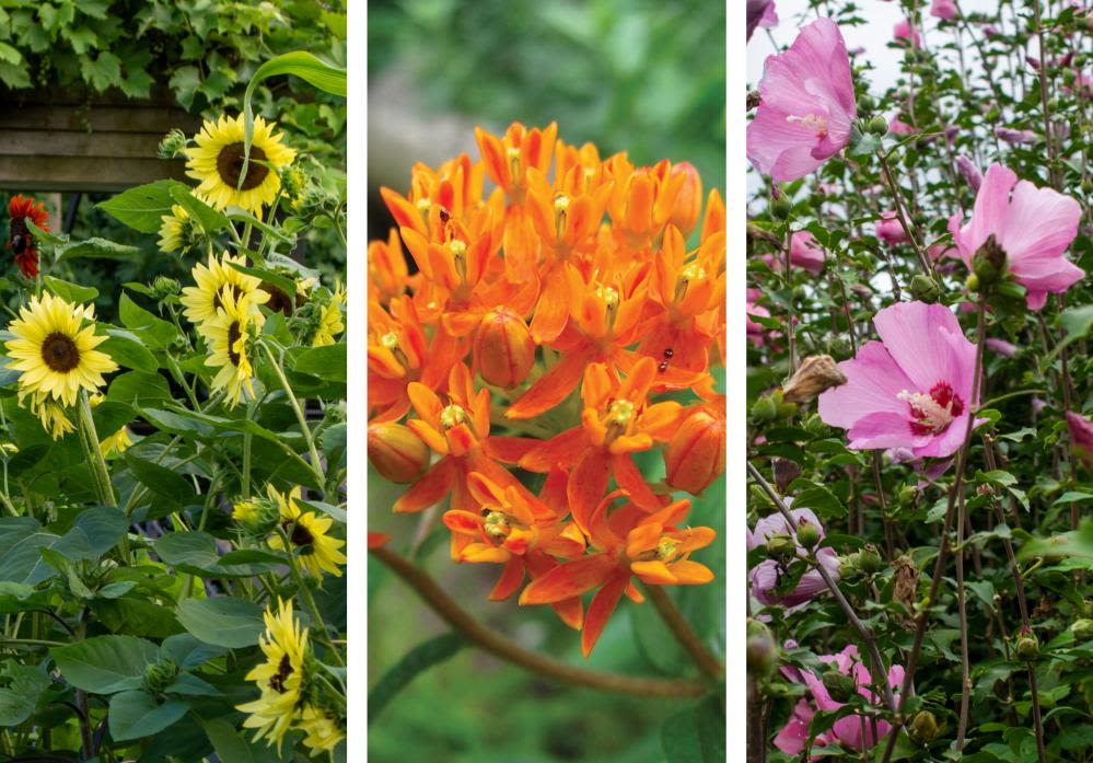 Butterfly weed or butterfly bush: can you identify these 10 plants?