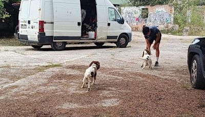 Así entrena la Unidad Canina de Rescate del Principado de Asturias, con sede en La Morgal