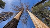 Tiny insects are killing giant sequoias in Calif. national parks