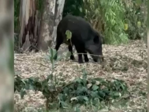 Los vecinos de Cerrado de Calderón, en Málaga, denuncian nueva presencia de jabalíes en la zona