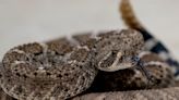 Arizona's warmer weather attracts rattlesnakes too