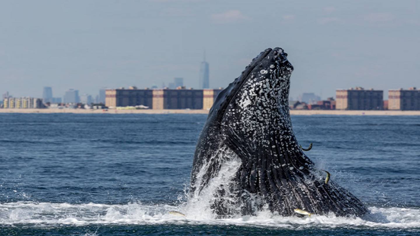 Gotham Whale, a New York City-based nonprofit, allows citizen scientists to assist in conservation efforts