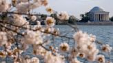 Japan is giving Washington 250 new cherry trees to replace those to be lost in construction work