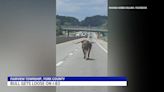 Watch: Lornhorn steer uses horns to escape trailer onto Pennsylvania highway