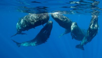 Do sperm whale calls share features with speech or song?