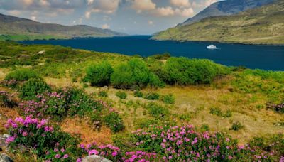 The stunning Irish swim spot with dolphins, seals & Irish pub from famous movie