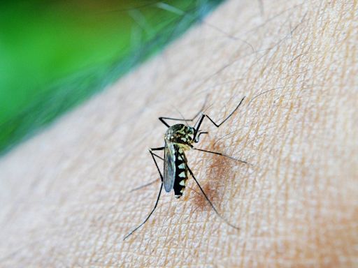 Bengaluru Dengue Outbreak Latest Updates: Karnataka govt on high alert as official tally breaches 10,000-mark