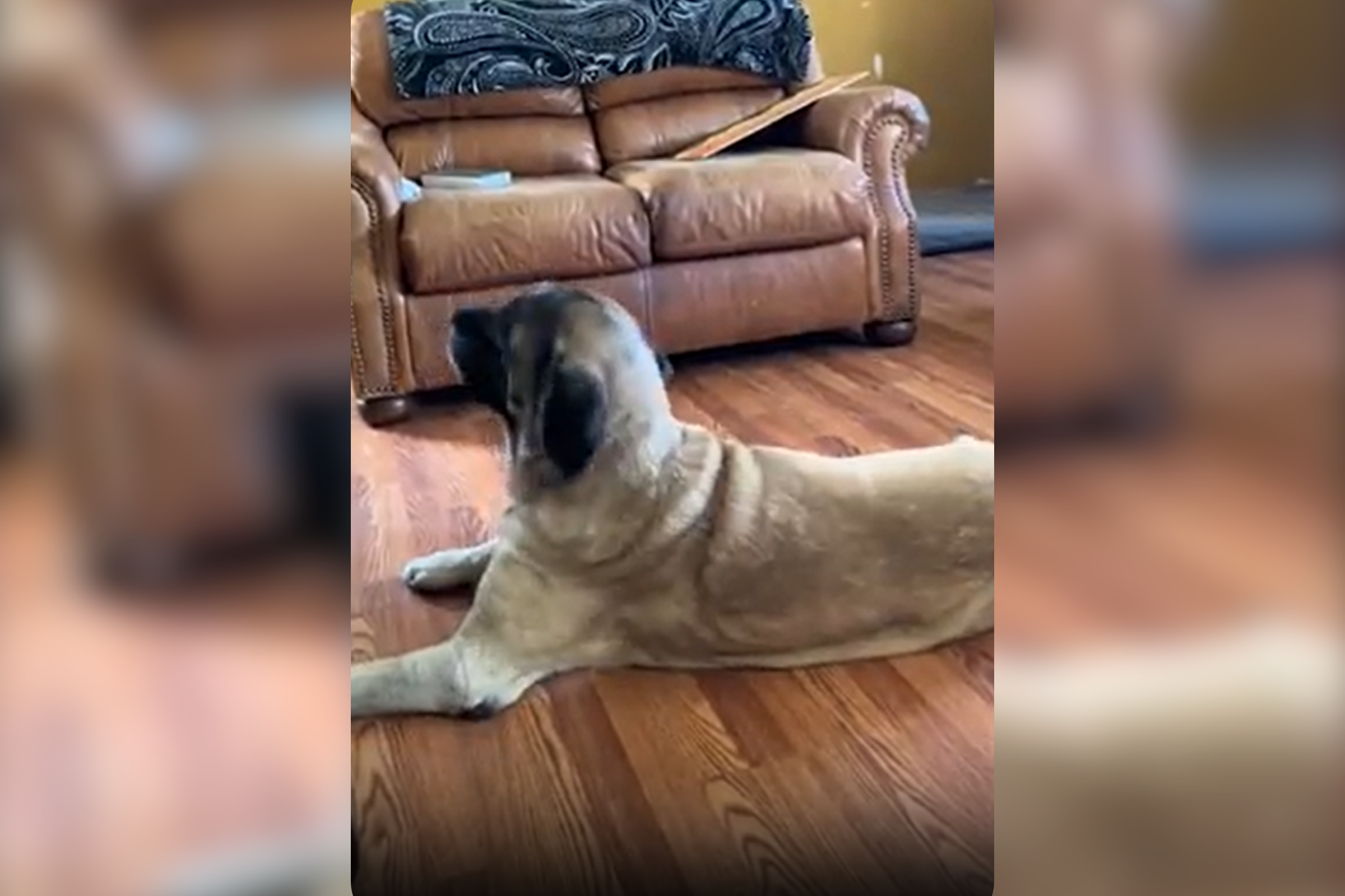 English mastiff proves she's a "bona fide" fan listening to Taylor Swift