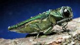 Emerald ash borers force removal of infested trees