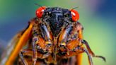 2 broods of cicadas set to emerge: 2024 map of where they'll be spotted