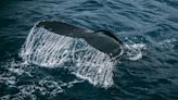 Exceptionally rare whale, which soon may go extinct, spotted in Ireland