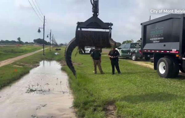 Alligator pulled from ditch with a grapple truck in Texas