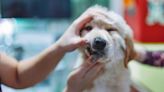Why Brushing Your Pet’s Teeth Is Way More Important Than You Think (Plus The Best Products To Use)