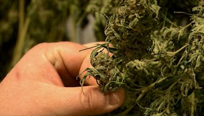 New Mexico's cannabis boom - will Texas ever make marijuana legal? - KVIA