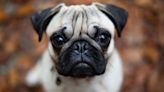 Se vuelve viral por haber hecho un tapete de su perro pug muerto - El Diario NY