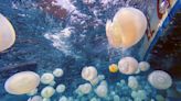 Jellyfish invade Venezuelan waters, worrying fishermen