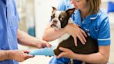 Here's the True Cost of Emergency Vet Visits & Why—According to Experts