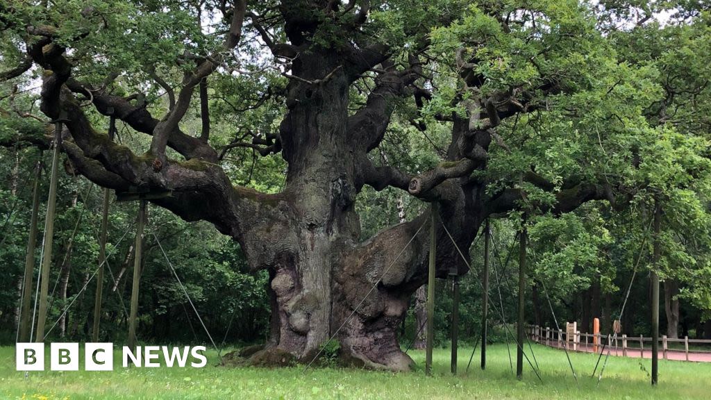 Podcast allows listeners to hear the sounds of the Major Oak