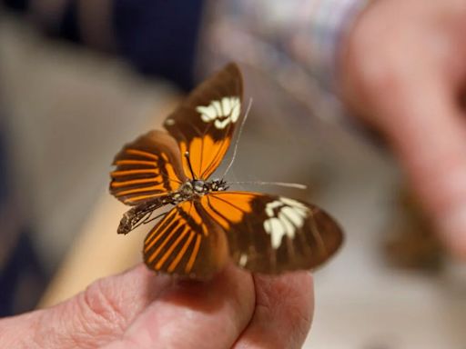 La sorprendente mariposa amazónica surgió de un insólito y antiguo evento híbrido