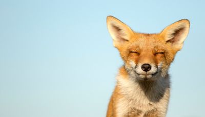 Mom Reveals the Heartwarming Bond Between Her Extroverted Dog and a Charming Red Fox