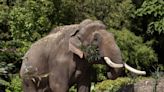 Dublin Zoo welcomes arrival of first bull elephant with tusks named Aung Bo