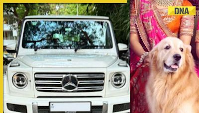 Meet Ambanis' Golden Retriever that flies in private jet, travels in Mercedes worth...