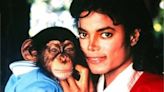 Chimpanzé de Michael Jackson ainda está vivo e mora em santuário na Flórida