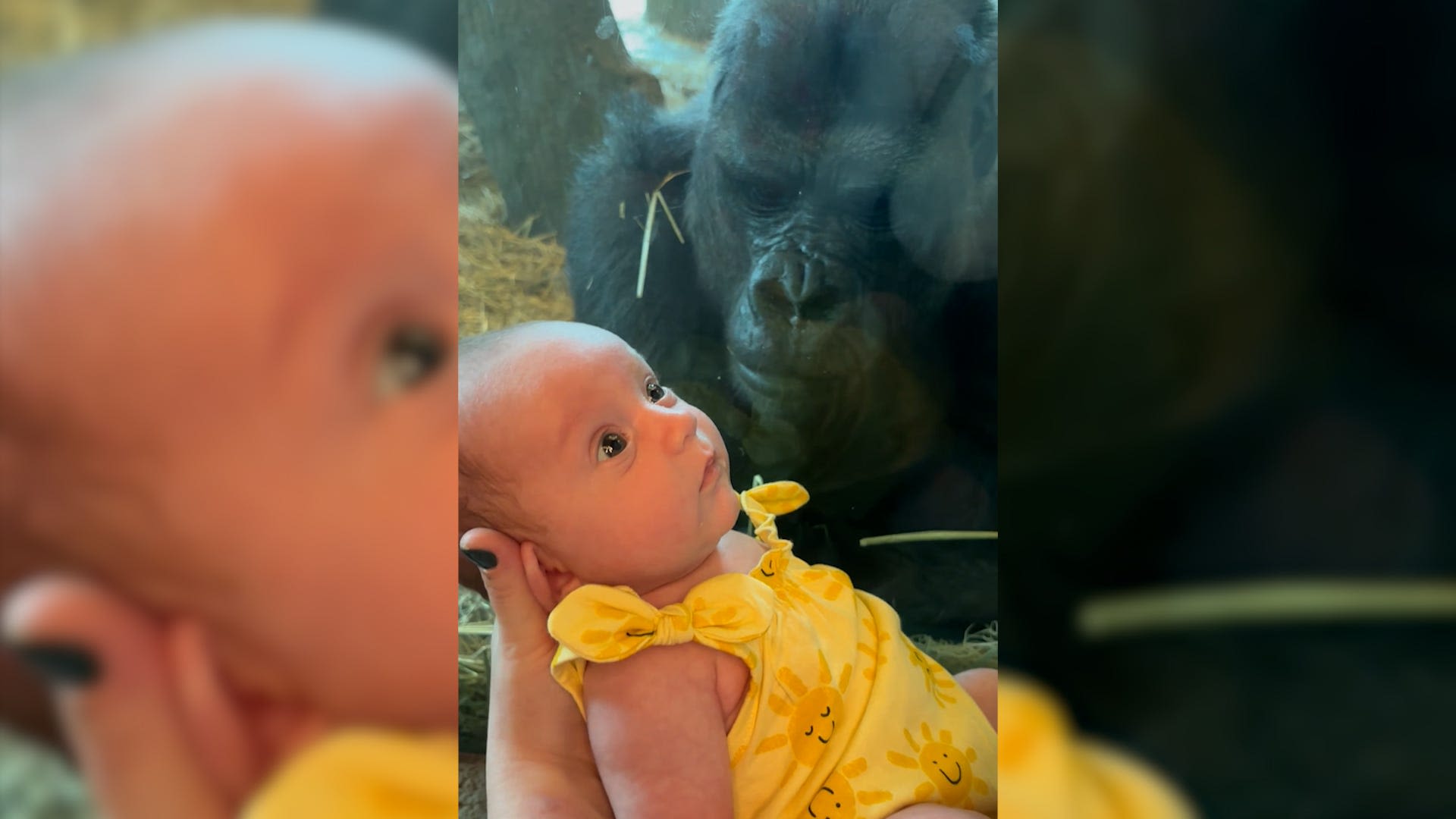 Watch: Columbus Zoo gorilla lands viral fame in sweet video kissing baby through glass