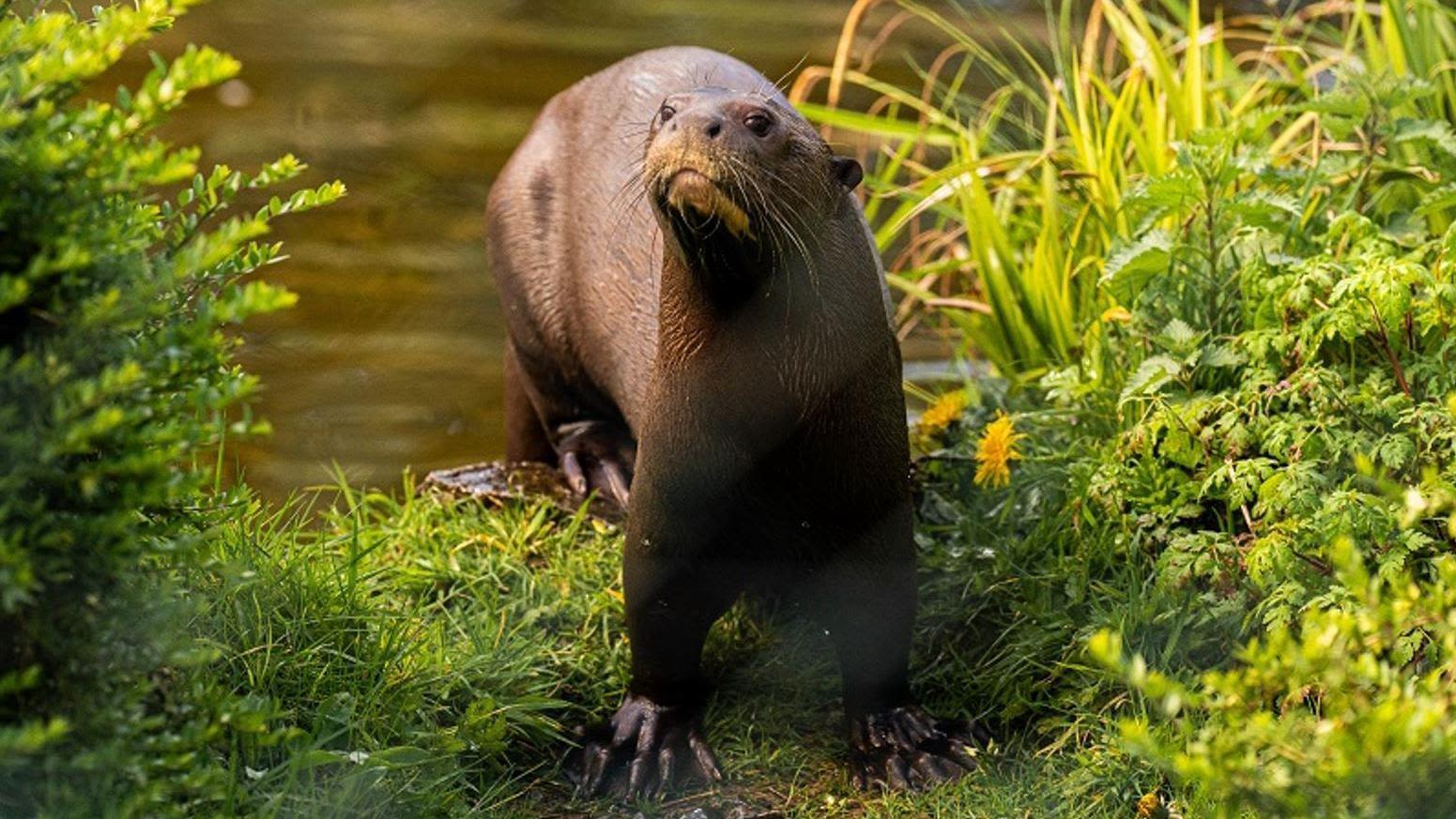 Breeding hope as rare giant otter arrives at zoo