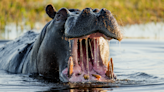 American hippopotamus ranching almost took off 100 years ago