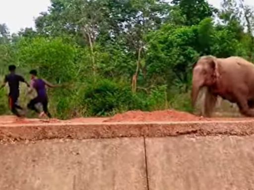 Wild elephants teased in Bengal to provoke a chase for YouTube views