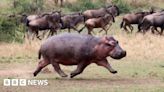 Flamingo Land: Hippos can run so fast they 'fly through the air'