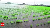 Farmers facing huge crop loss in Ghed region due to excessive rain | Rajkot News - Times of India