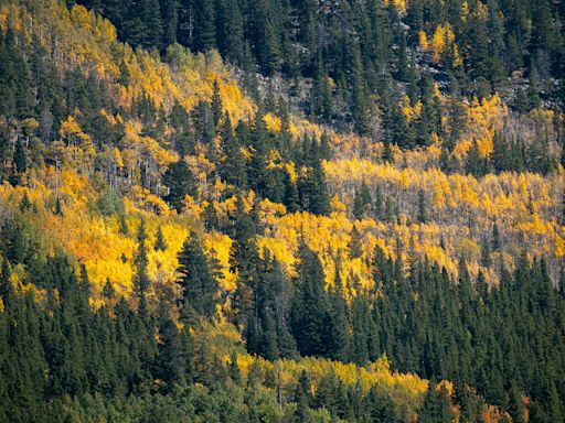 'Mr. Aspen' gives his Colorado peak fall color prediction and here are top aspen drives