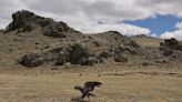 PHOTOS: Rehabilitated bald eagles take flight at Jeffco ranch