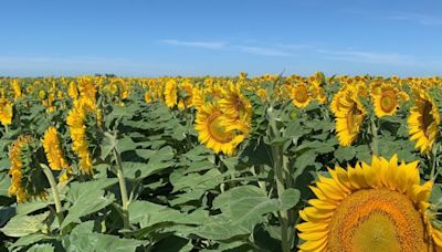 Aplicó Clopyralid en maíz y ahora en ese lote va a rotar con girasol, pero aún no llovió: ¿Puede haber fitotoxicidad?