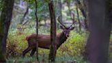 誤食「殭屍鹿肉」！獵人發狂攻擊精神錯亂 不到1個月死亡