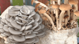 Mushrooms can clean soil? Guided By Mushrooms shares how