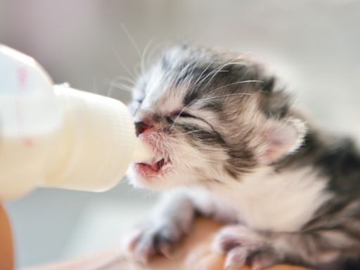 Animal Rescuers Rate 'Guests in Their Kitten Nursery' and It's Too Cute to Handle