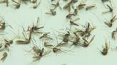 Tulsa Co. Extension Center explains what you can do to limit mosquitoes at home right now
